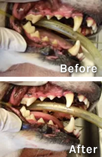dog's teeth before and after a cleaning