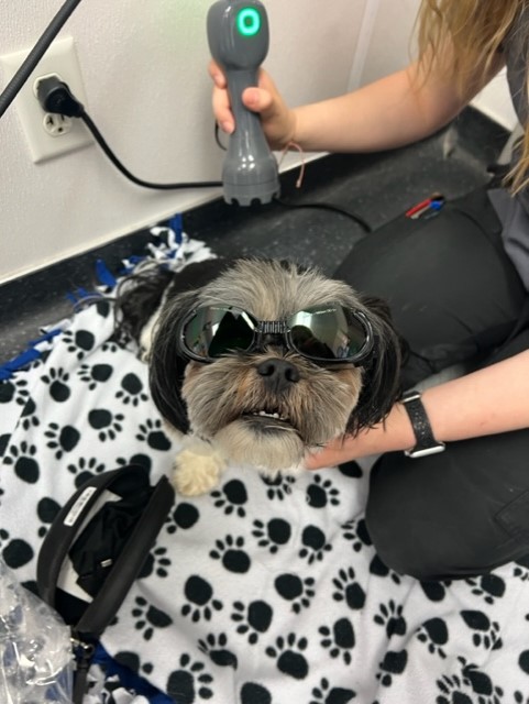 dog getting cold laser therapy