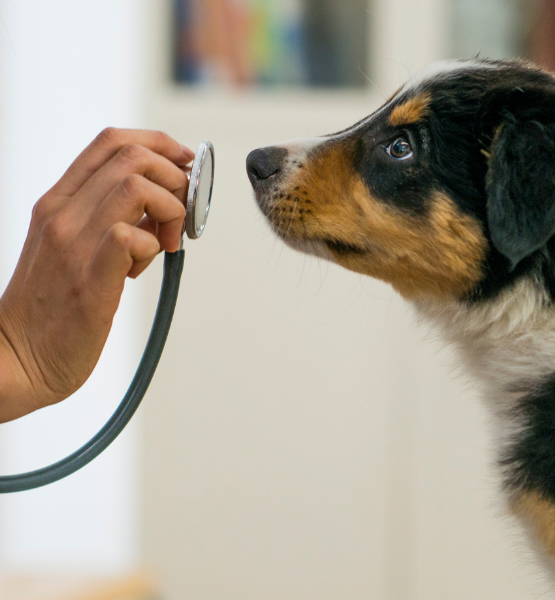vet using stethoscope on puppy