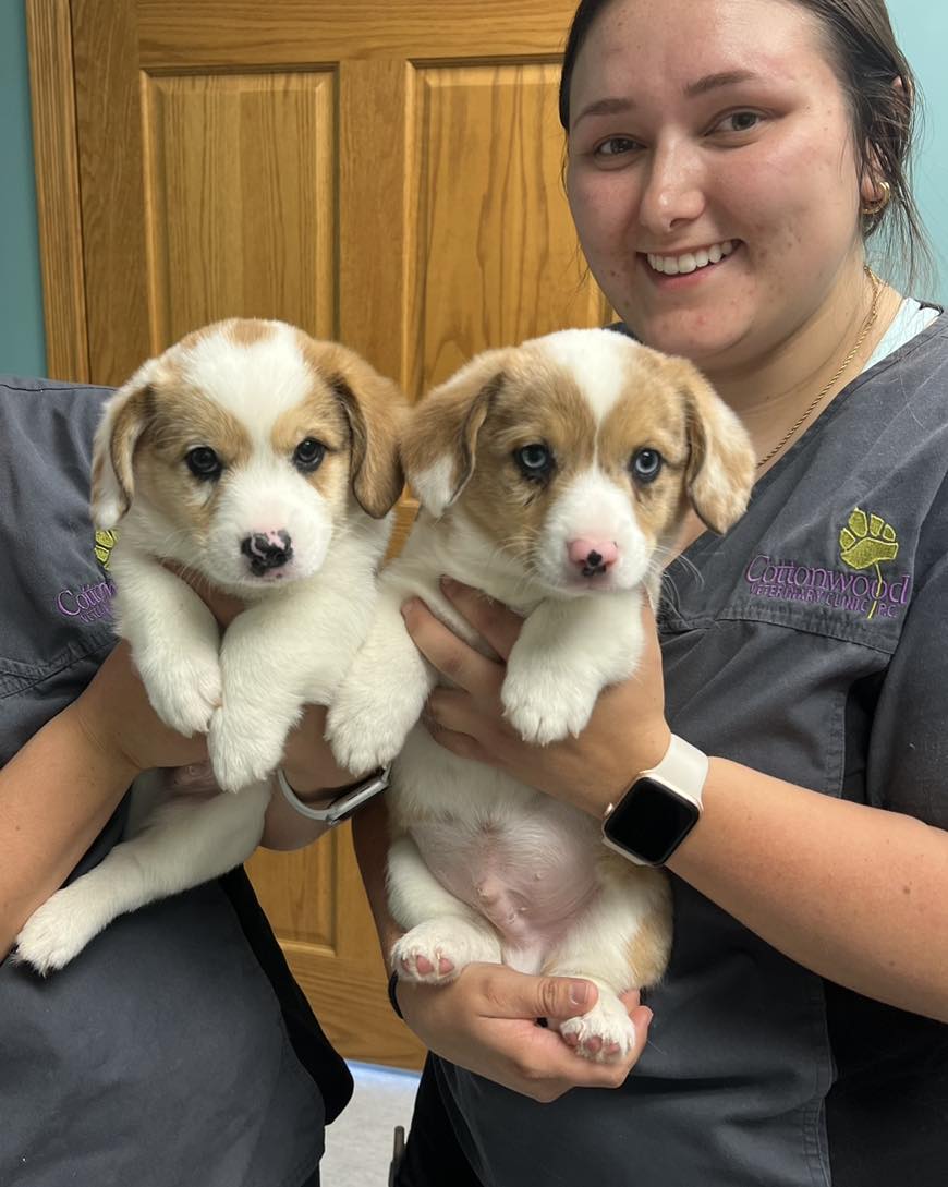vet techs holding two puppies