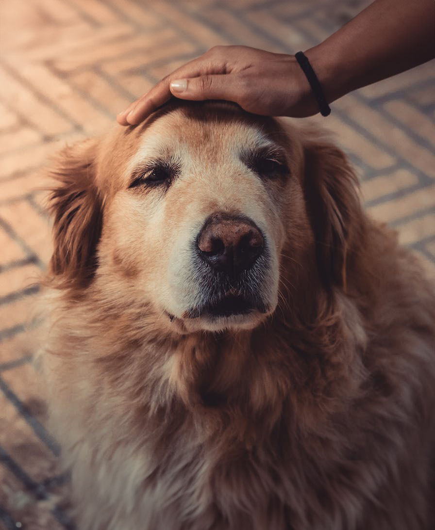 senior dog getting petted