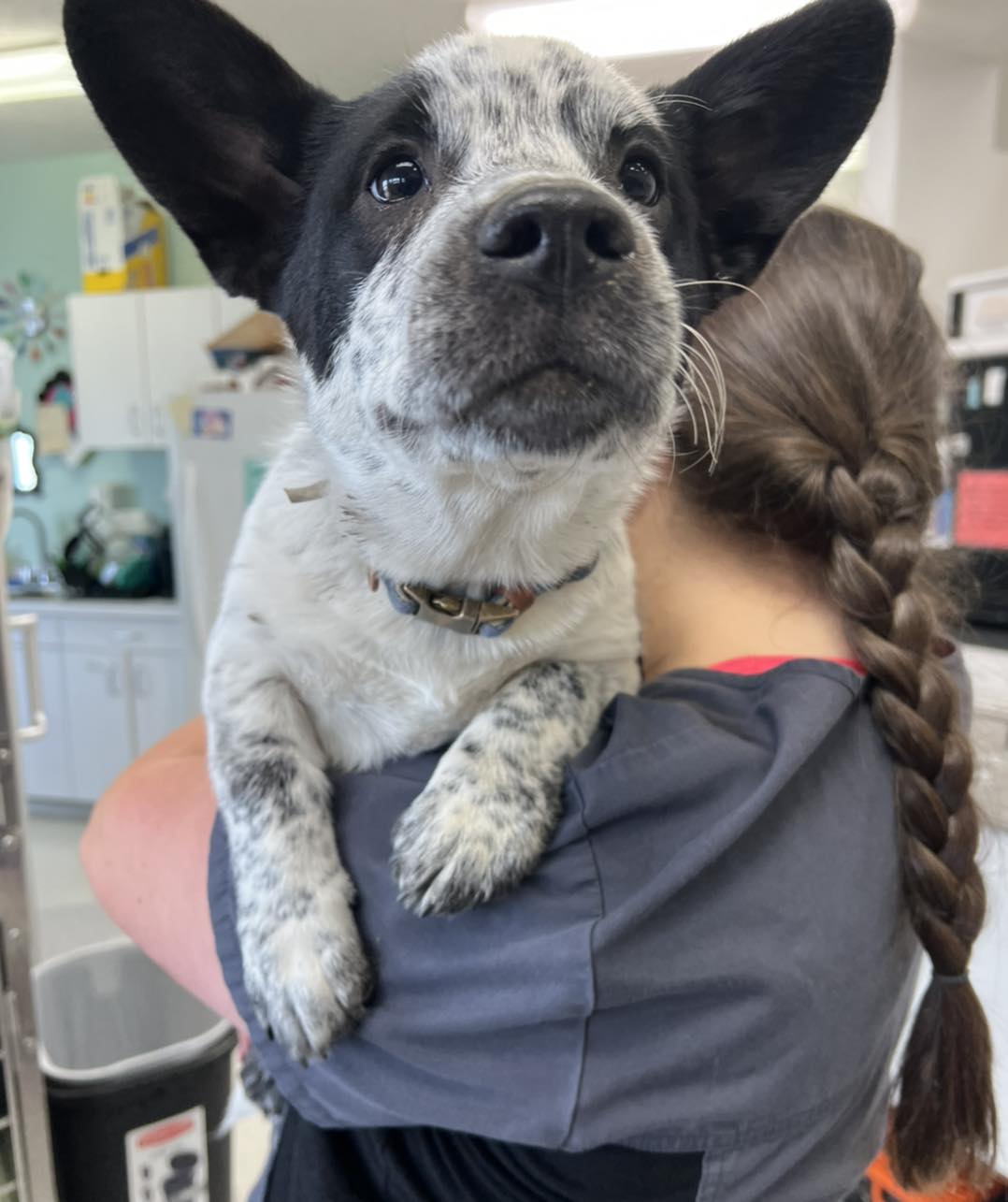 dog being held by vet tech