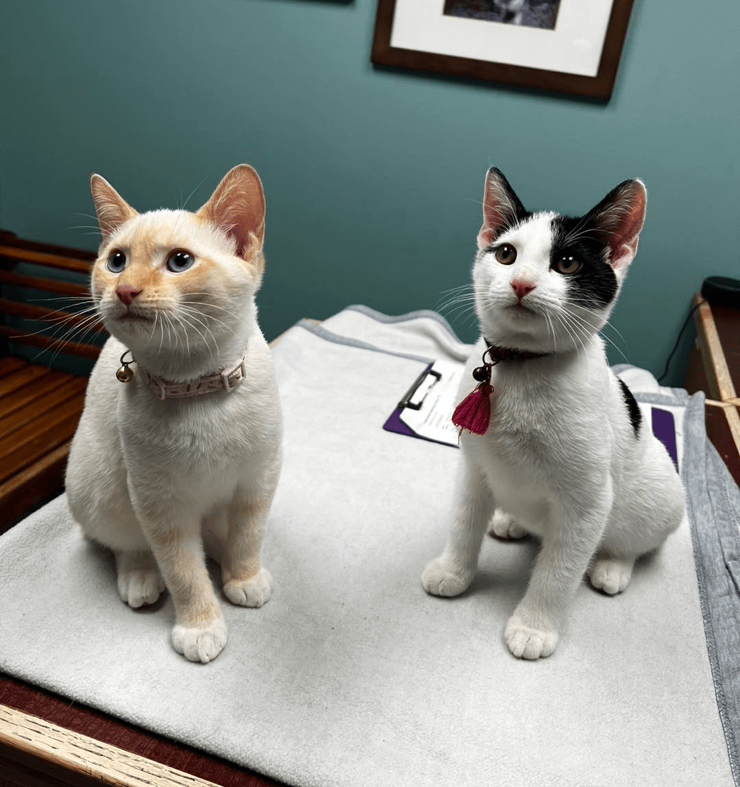 two cats at the vet