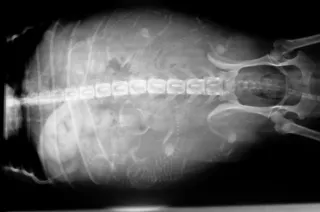 canine abdomen with puppies