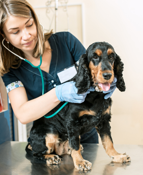 vet giving dog a checkup