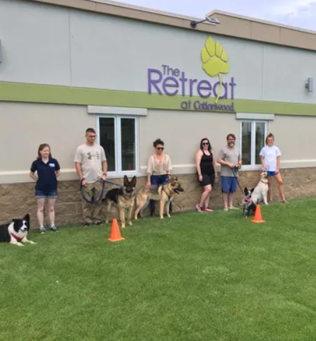 dogs and owners at obedience class