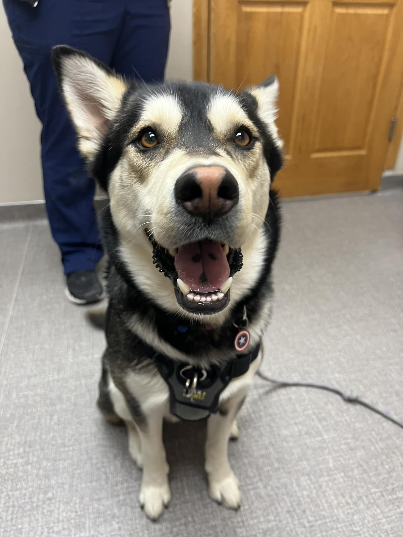 Behavior & Obedience