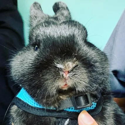 bunny / rabbit