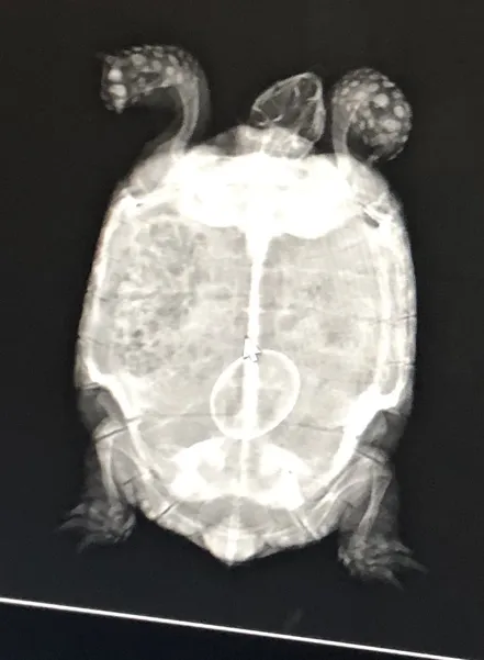 turtle xray