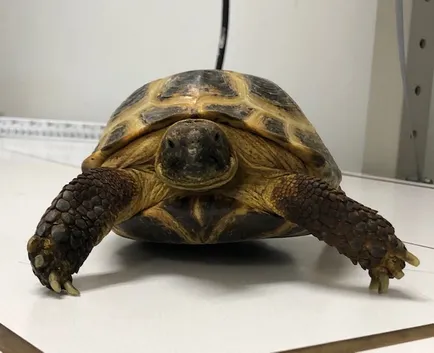 turtle / tortoise